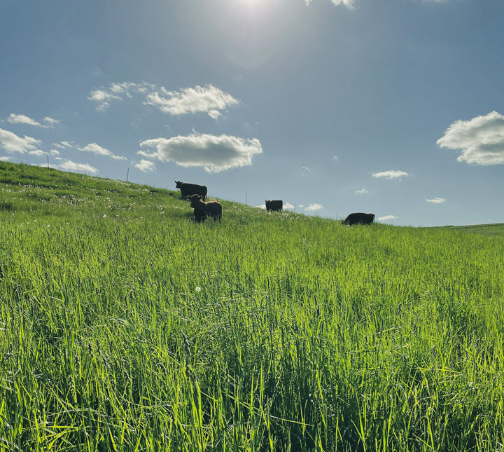 A Story: Rotational Grazing